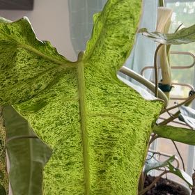 Photo of the plant species Philodendron by @QueenBookDragon named Pax on Greg, the plant care app