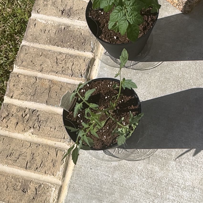 Photo of the plant species Big Beef Tomato by @AnewHope88 named Jimmy on Greg, the plant care app