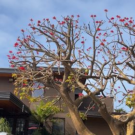 Photo of the plant species Shaving Brush Tree by @EagerEchinaria named Captain Plant-it on Greg, the plant care app