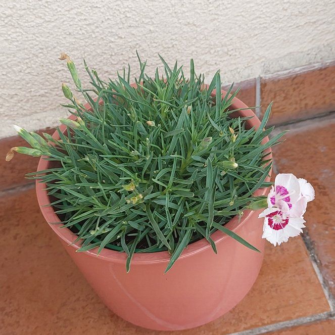 Photo of the plant species Border Carnation by @LadybugOrchid named Sahara on Greg, the plant care app