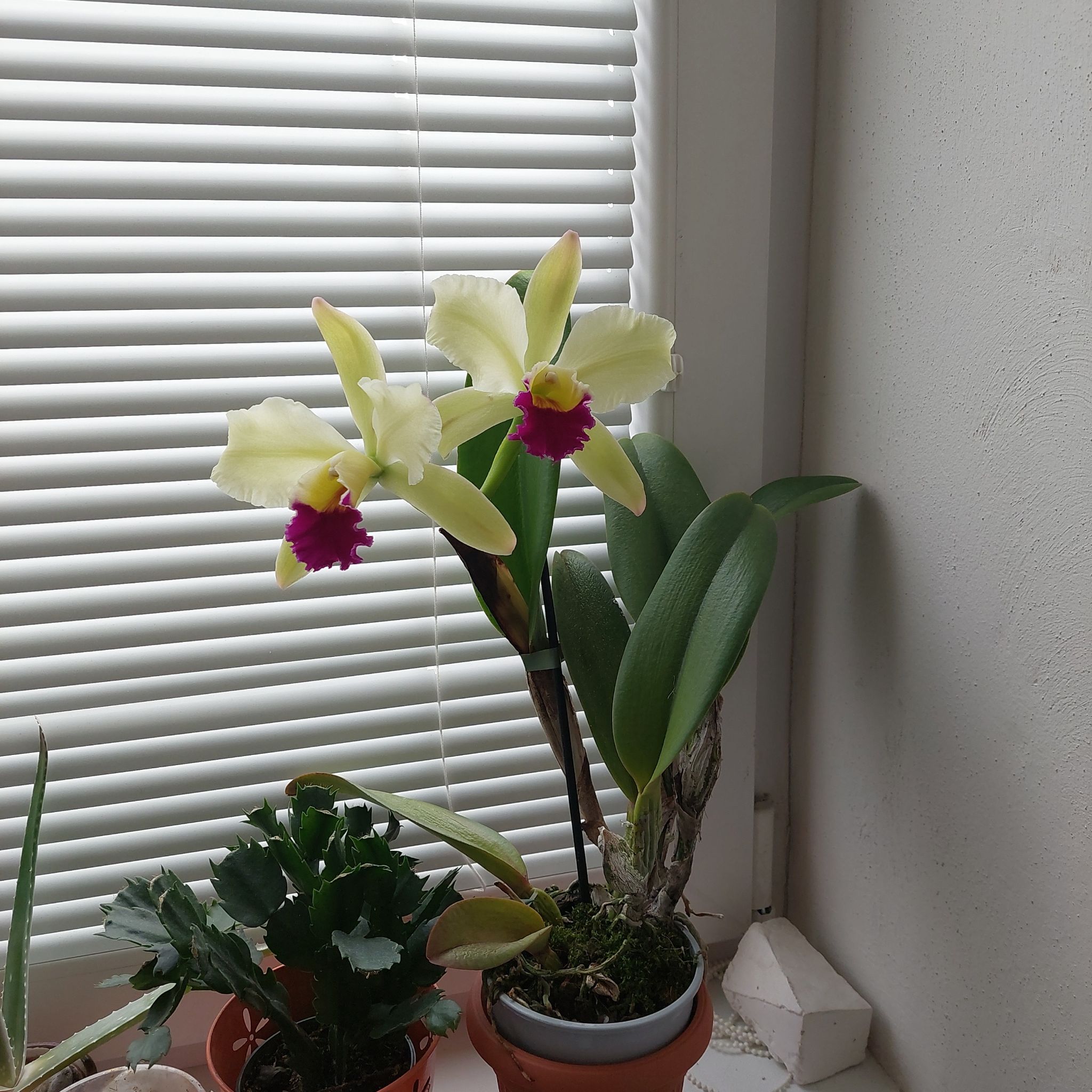 Photo of the plant species Brassolaeliocattleya by @LadybugOrchid named Foxxy on Greg, the plant care app