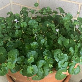 Photo of the plant species Viola Banksii by @ZingyEncina50 named Girlfrond on Greg, the plant care app