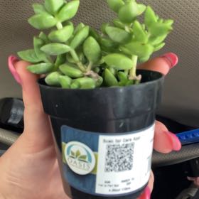 Photo of the plant species Assorted Crassula by @FreeJeffersonia named Mando on Greg, the plant care app