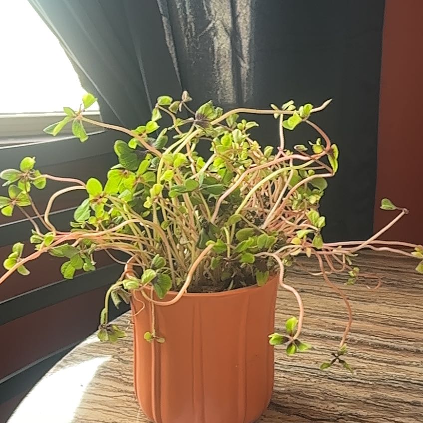 Photo of the plant species Iron Cross by @Mkayphipps named Esther on Greg, the plant care app