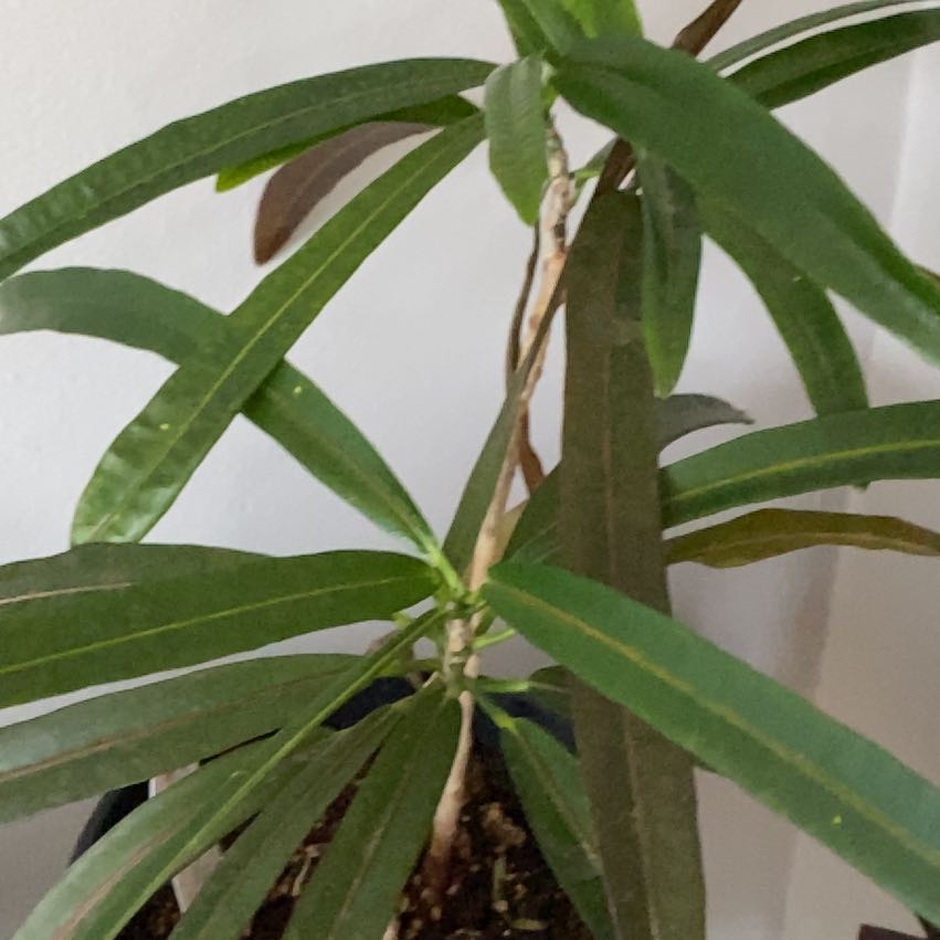 Photo of the plant species Codiaeum by @YardZulugiant46 named Gobi on Greg, the plant care app