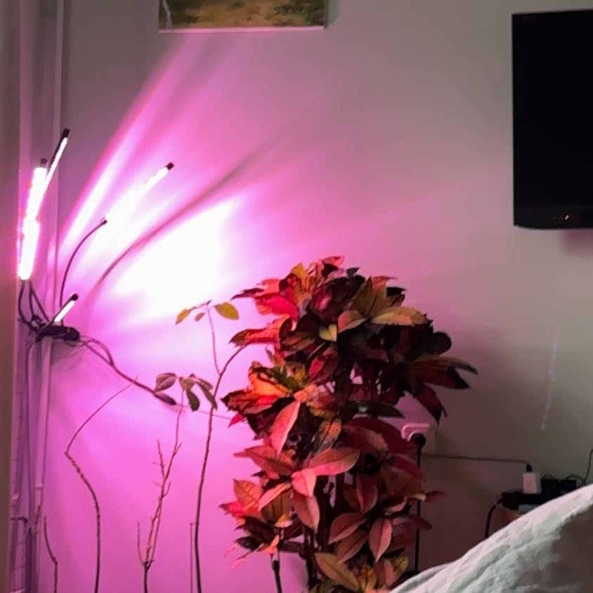 Photo of the plant species Iceton Croton by @SleekJellyplant named Baesil on Greg, the plant care app
