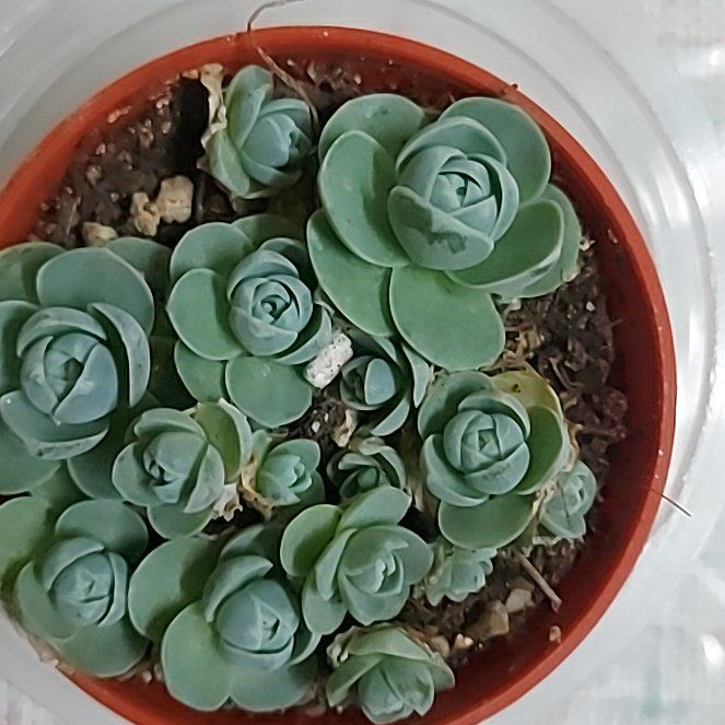 Photo of the plant species Chinese Dunce Cap by @VividFingeraloe named Ciko on Greg, the plant care app
