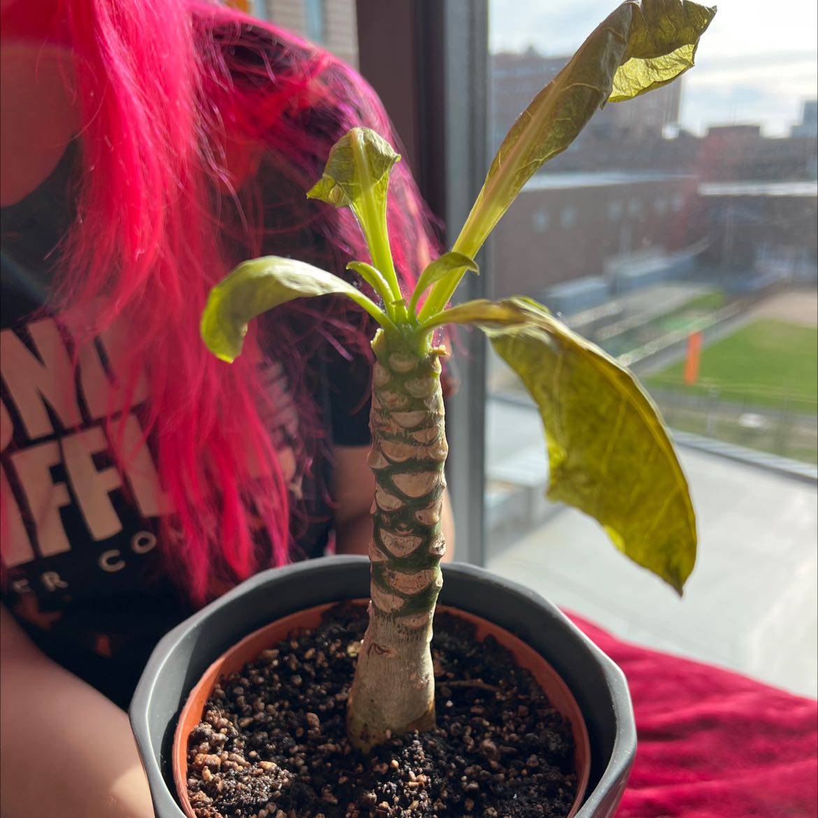 desert rose plant yellow leaves