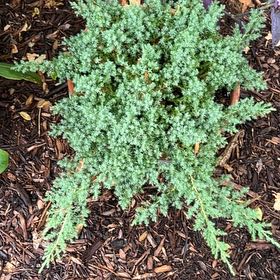 Photo of the plant species Jerusalem Oak Goosefoot by @PureChanterelle named Sanders on Greg, the plant care app