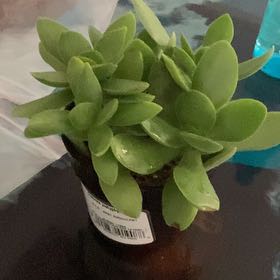 Photo of the plant species Crassula platyphylla 'Mini' by @QuickHoyamillie named Shady on Greg, the plant care app