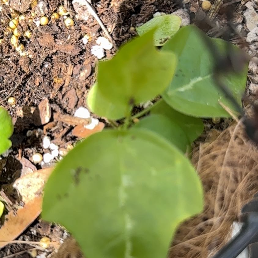 Photo of the plant species Yellow Passionflower by @MagicalSwampbay named Daphne on Greg, the plant care app