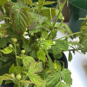 Photo of the plant species Boysenberry by @NativePeyote78 named Harmony on Greg, the plant care app