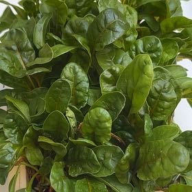 Photo of the plant species Swiss Chard by @NativePeyote78 named Clooney on Greg, the plant care app