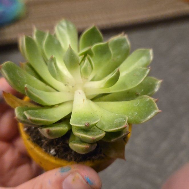 Photo of the plant species Violet Queen by @riversoasis named Lavender of the Shire on Greg, the plant care app