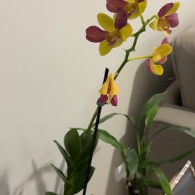 Photo of the plant species Dendrobium Phalaenopsis by @ElderLecanora11 named Diana on Greg, the plant care app