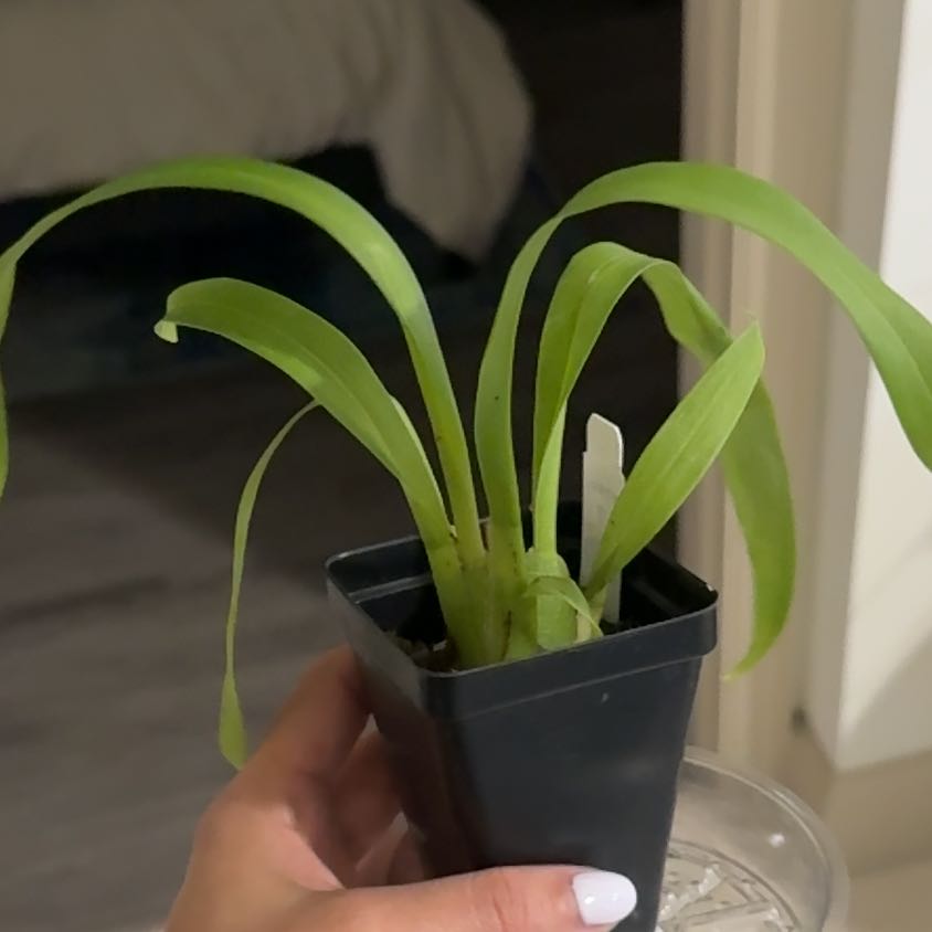 Photo of the plant species Wilsonara Eye Candy Pinkie by @ElderLecanora11 named Gobi on Greg, the plant care app