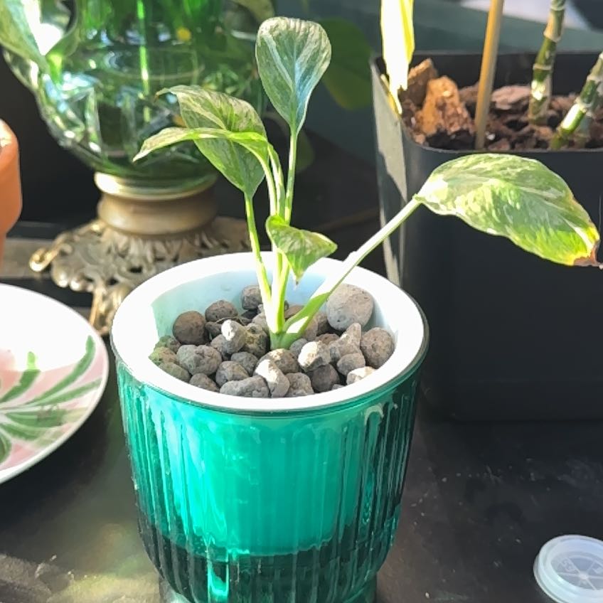 Photo of the plant species Varigated Peace Lilly by @andspooky31 named Picard on Greg, the plant care app