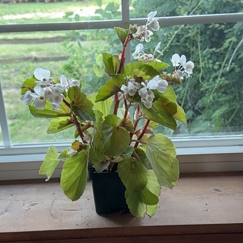 Photo of the plant species Begonia 'BabyWing White' by @andspooky31 named Mulan on Greg, the plant care app
