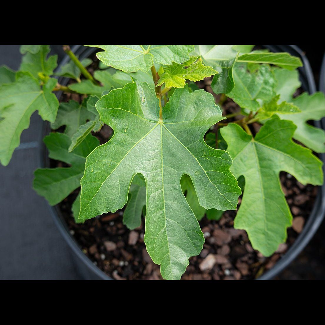 Photo of the plant species LSU Purple Fig Tree by @PrimoMaylily31 named Sahara on Greg, the plant care app