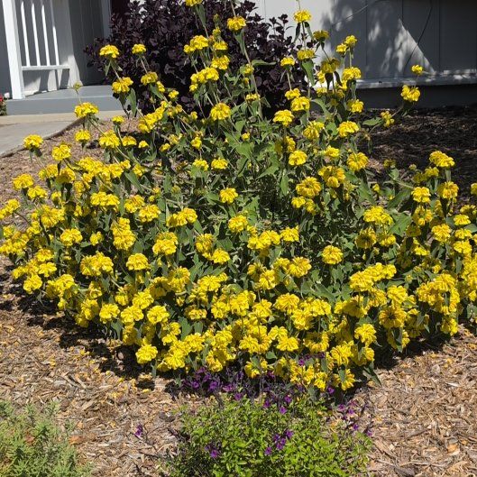 Photo of the plant species African Woodsorrel by @HipIsepepper95 named Morgan Treeman on Greg, the plant care app