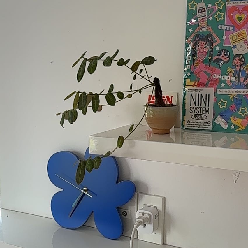 Photo of the plant species Phyllanthus mirabilis by @RestfulLovage65 named Darwin on Greg, the plant care app
