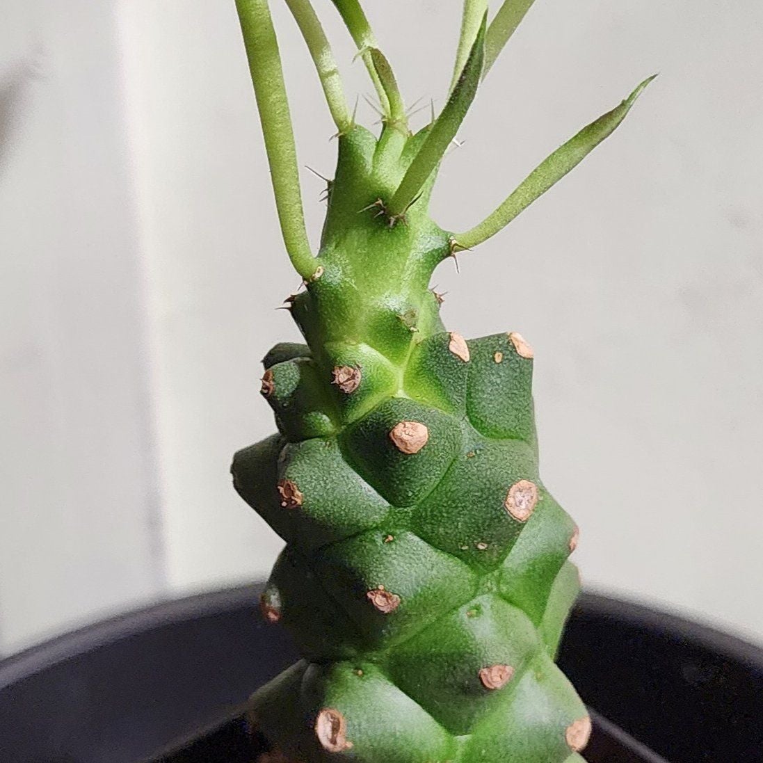 Photo of the plant species Euphorbia ritchiei by @Coma named Eu. Ritchiei on Greg, the plant care app