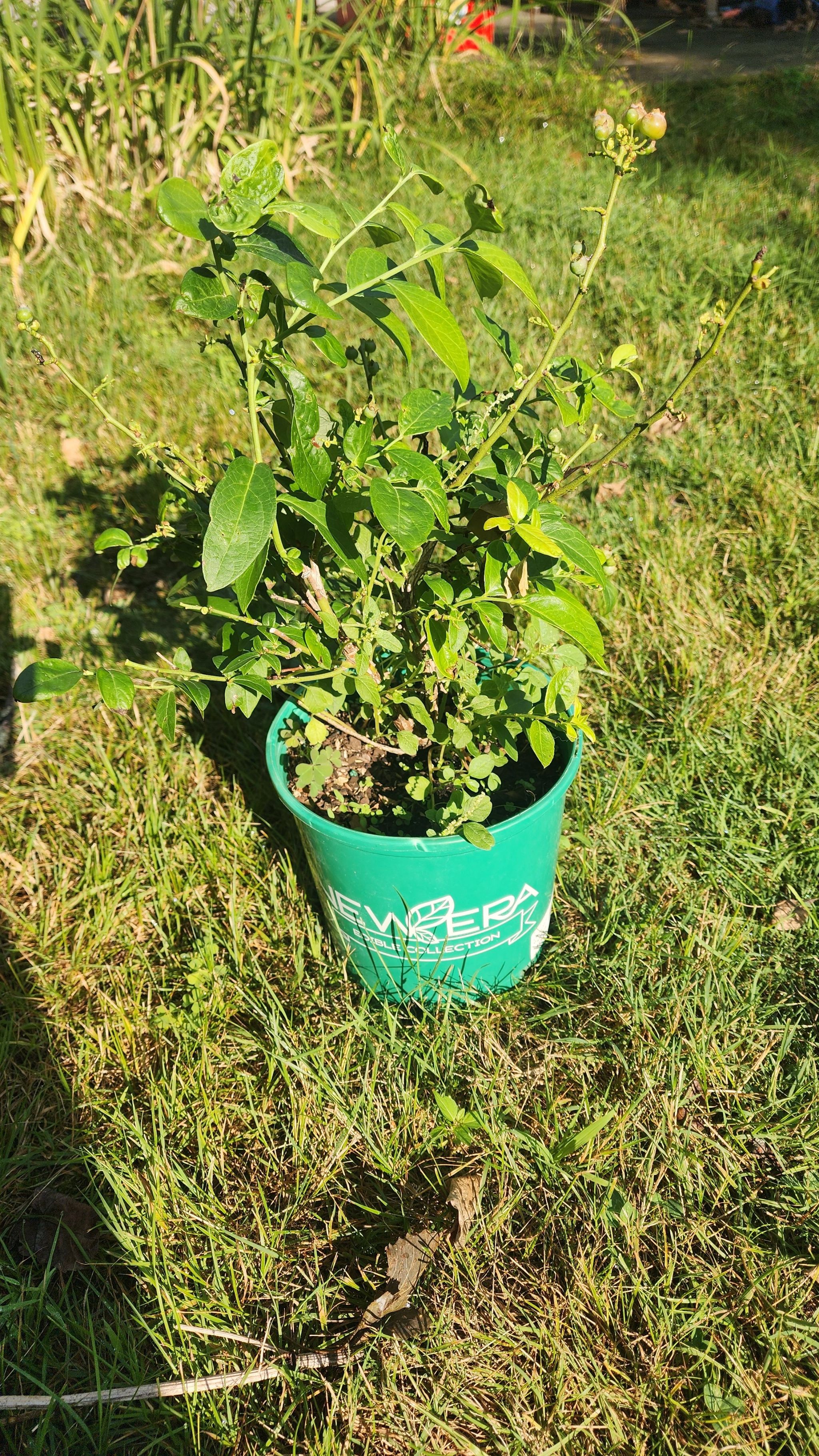 Photo of the plant species Patriot Blueberry by @Coma named Blueberry Patriot on Greg, the plant care app