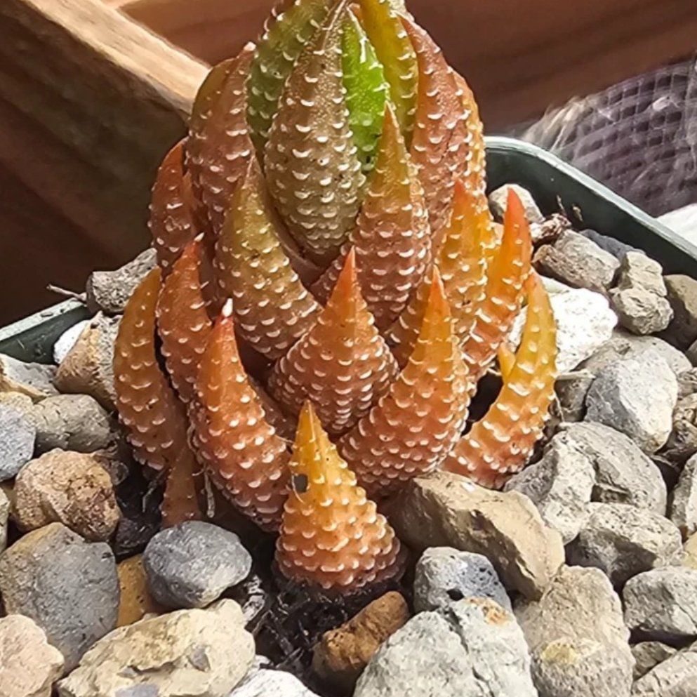 Photo of the plant species Zebra Wart by @Coma named H. 104.2 Reinwardtii on Greg, the plant care app