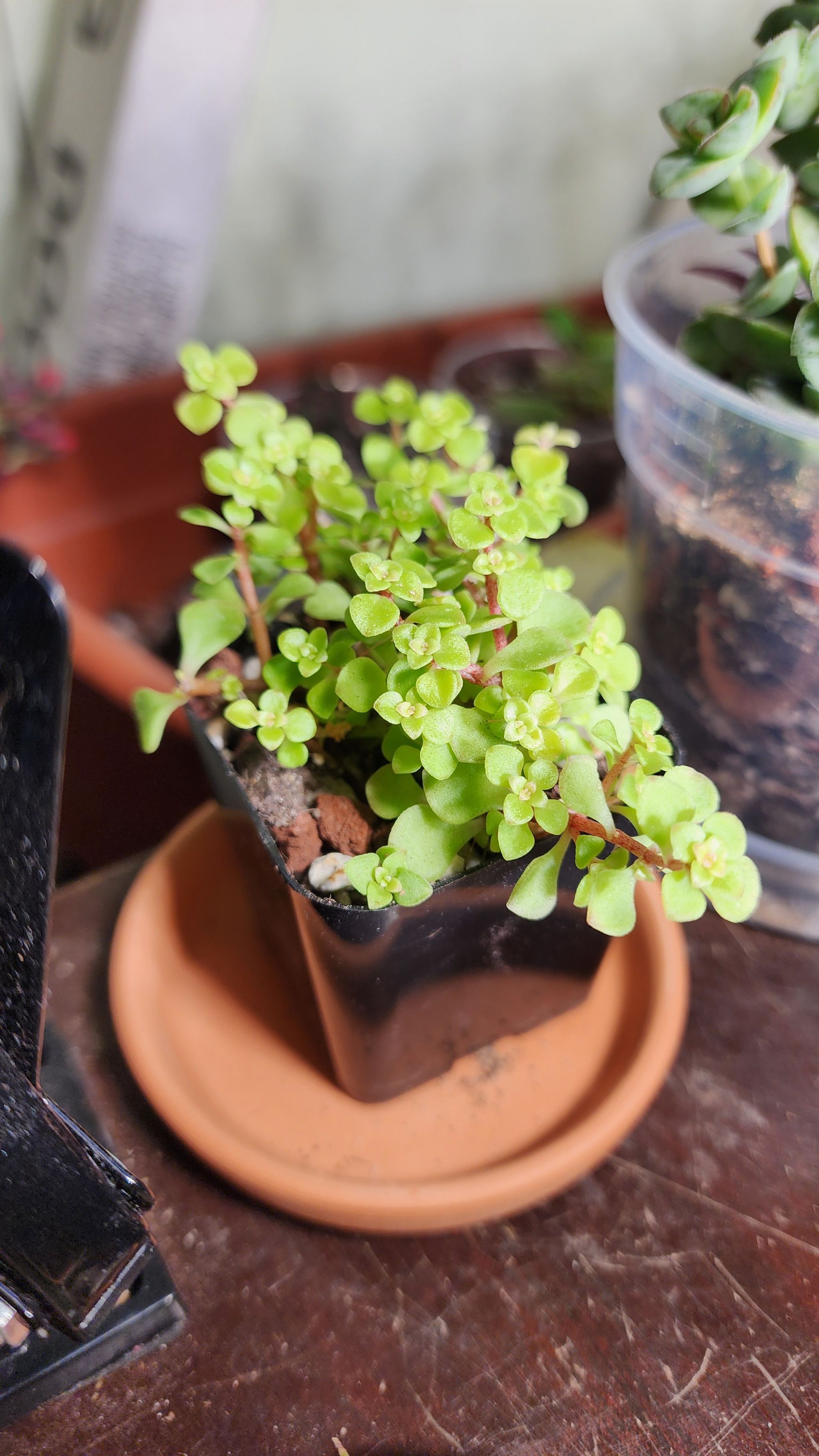 Photo of the plant species Golden Japanese Stonecrop by @Coma named S. Makinoi 'Ogon' on Greg, the plant care app
