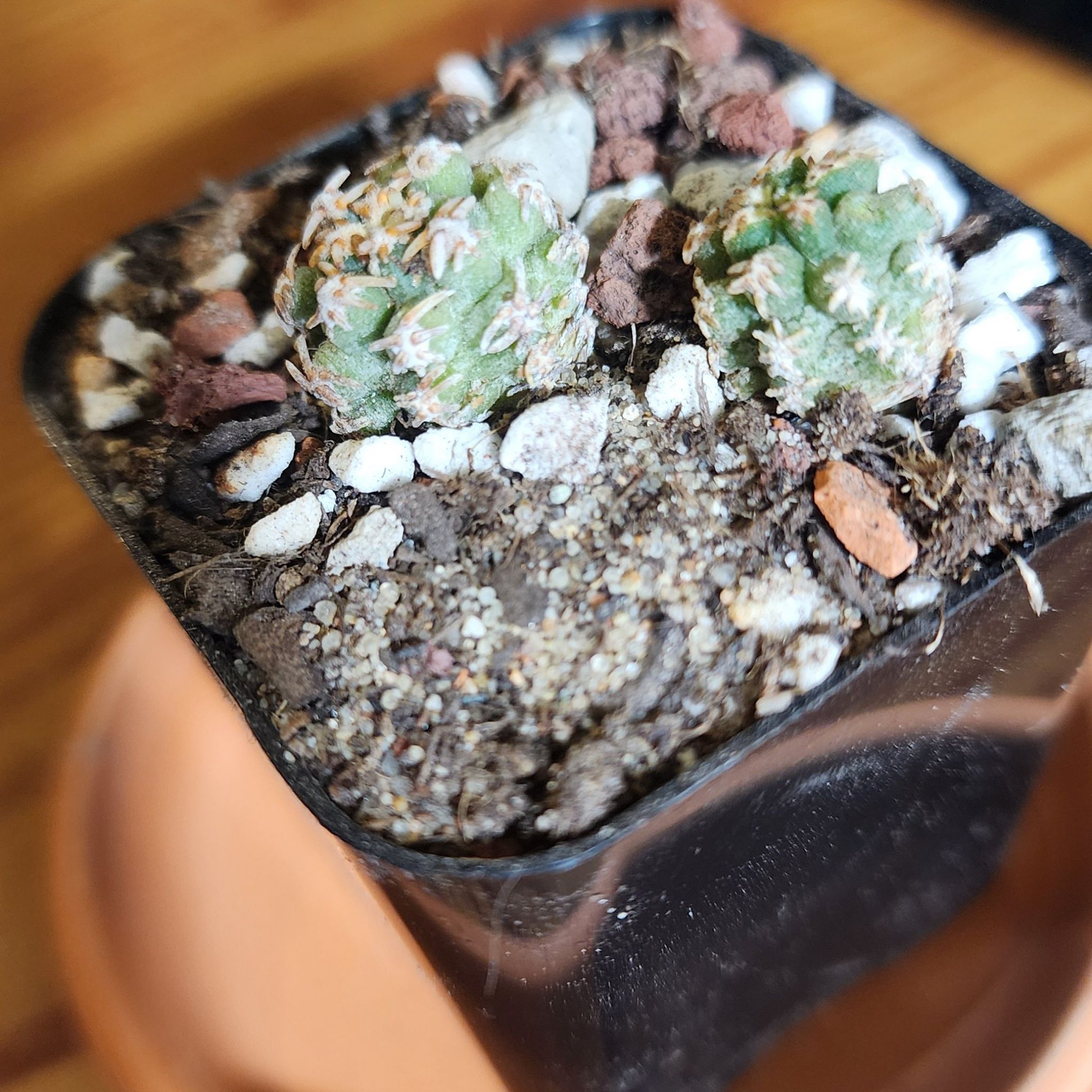 Photo of the plant species Fendler's Hedgehog Cactus by @Coma named Cactus Pediocactus peeblesianus on Greg, the plant care app