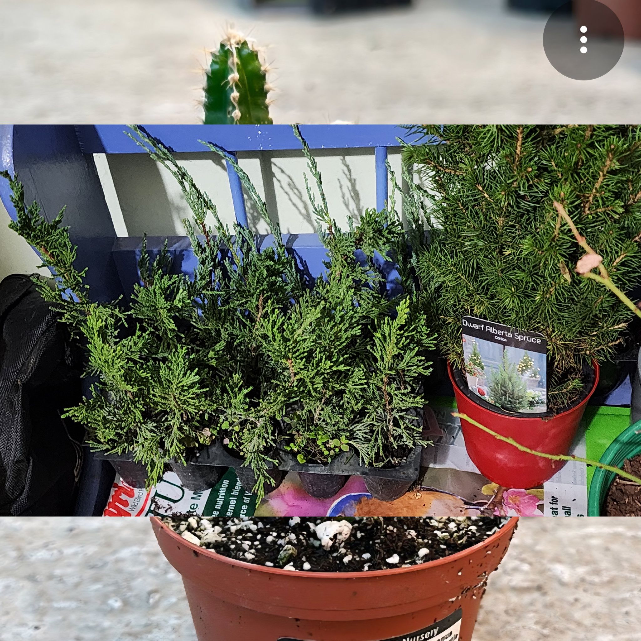 Photo of the plant species Spartan juniper by @Coma named Juniperus scopulorum spartan on Greg, the plant care app