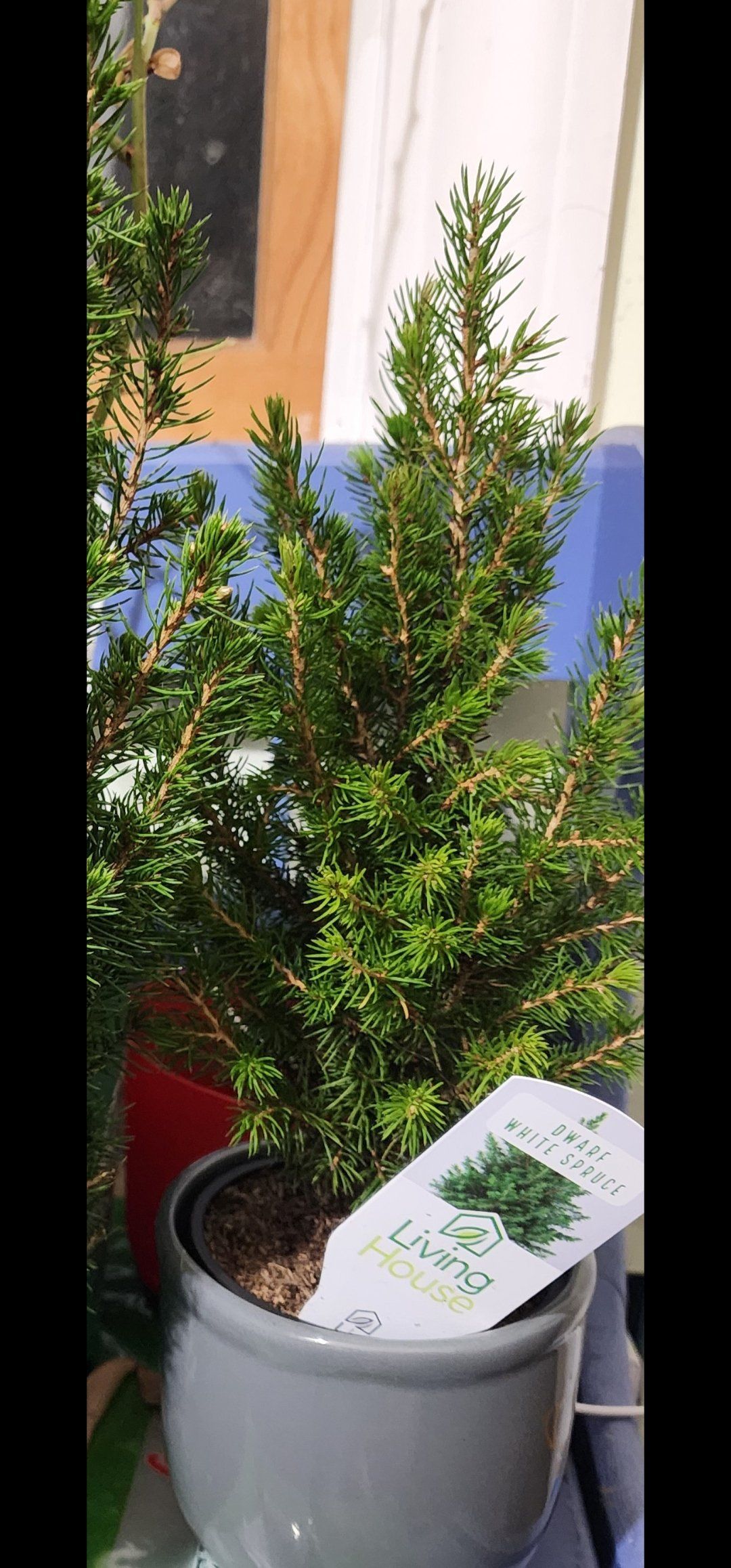 Photo of the plant species Dwarf Alberta Spruce by @Coma named Spruce Dwarf white on Greg, the plant care app