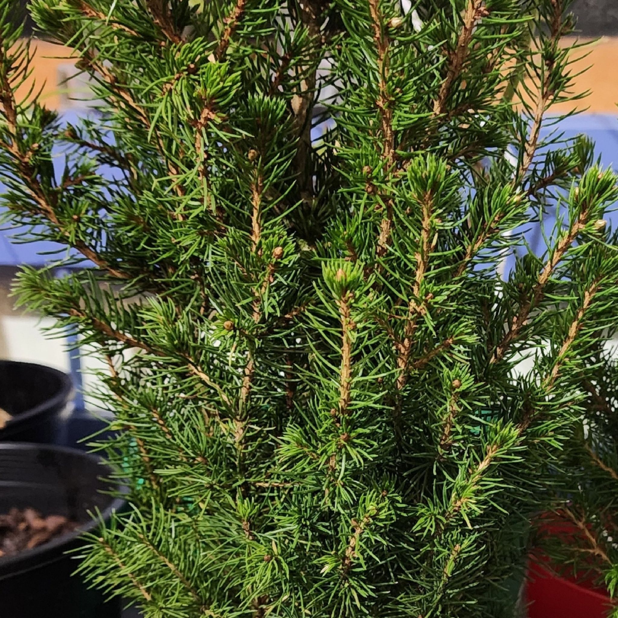 Photo of the plant species Dwarf Alberta Spruce by @Coma named Spruce Dwarf alberta on Greg, the plant care app