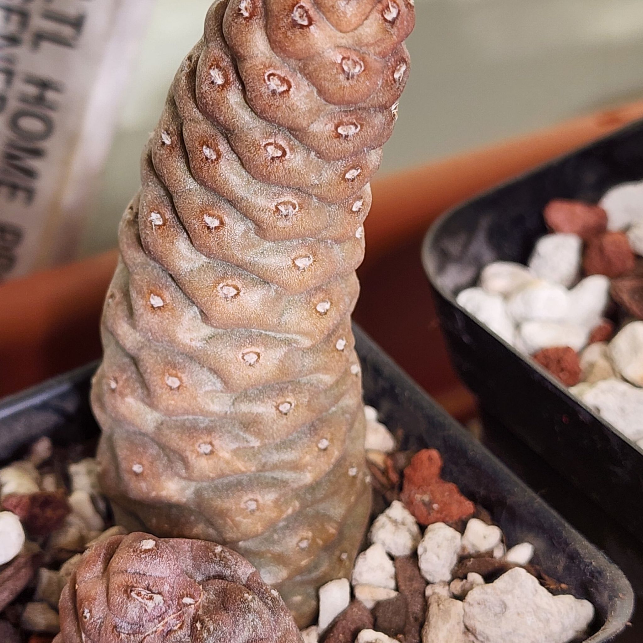 Photo of the plant species Tephrocactus Articulatus by @Coma named Cactus Tephrocactus on Greg, the plant care app