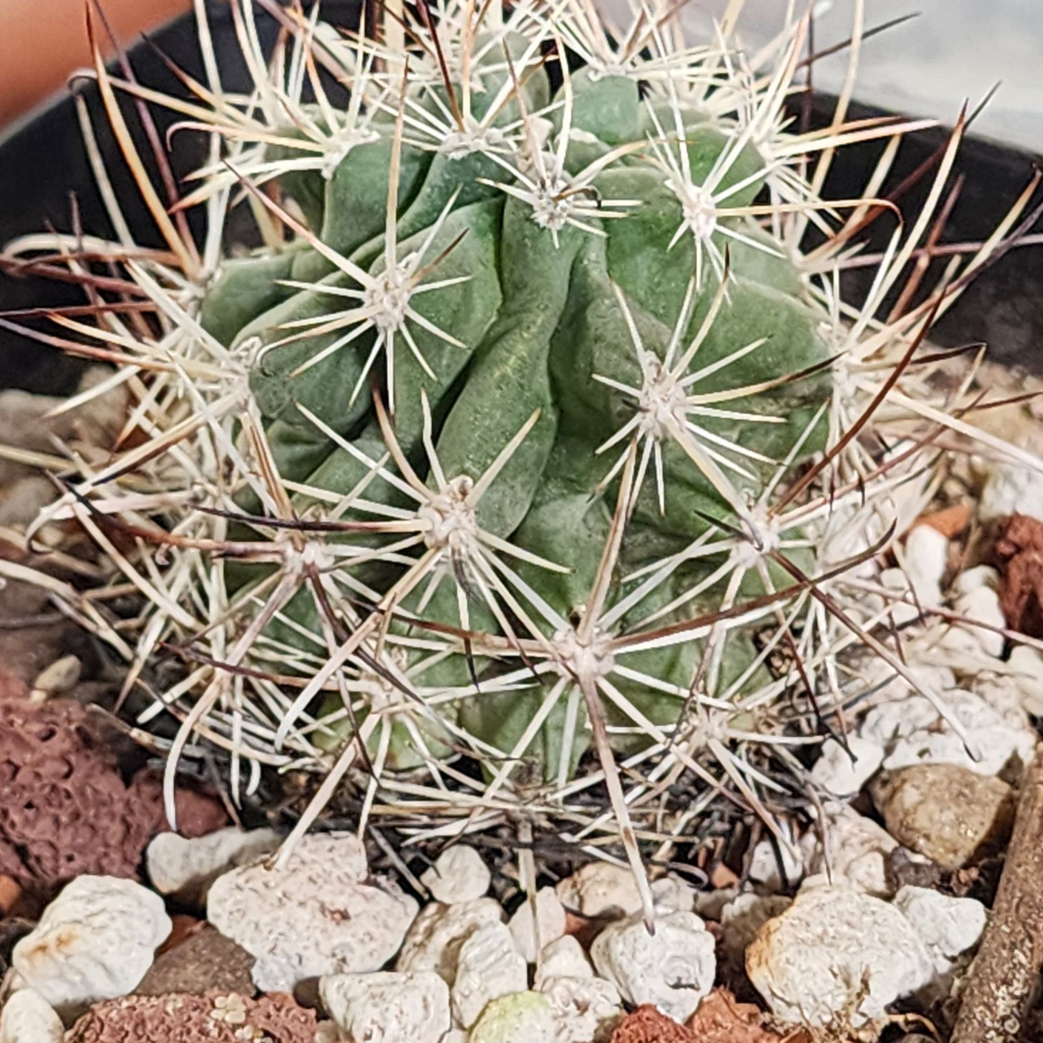 Photo of the plant species Fishhook Cactus by @Coma named Cactus O. Sclerocactus parviflorus on Greg, the plant care app
