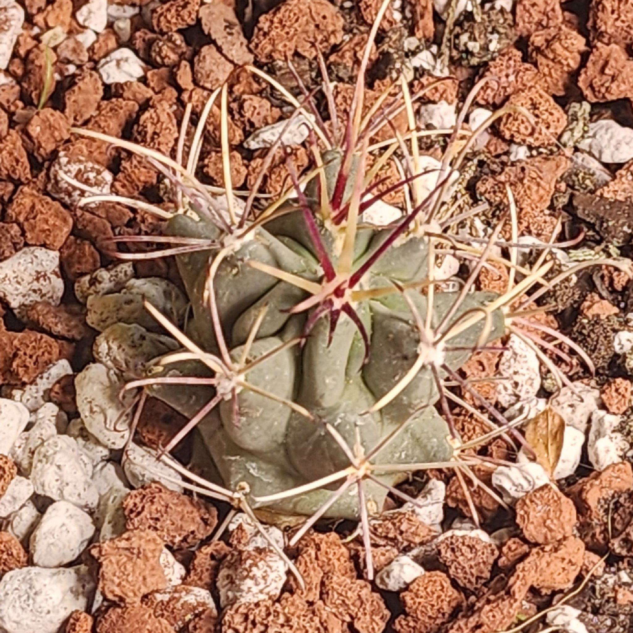 Photo of the plant species Fishhook Cactus by @Coma named Cactus O. Sclerocactus uncinatus wrightii on Greg, the plant care app