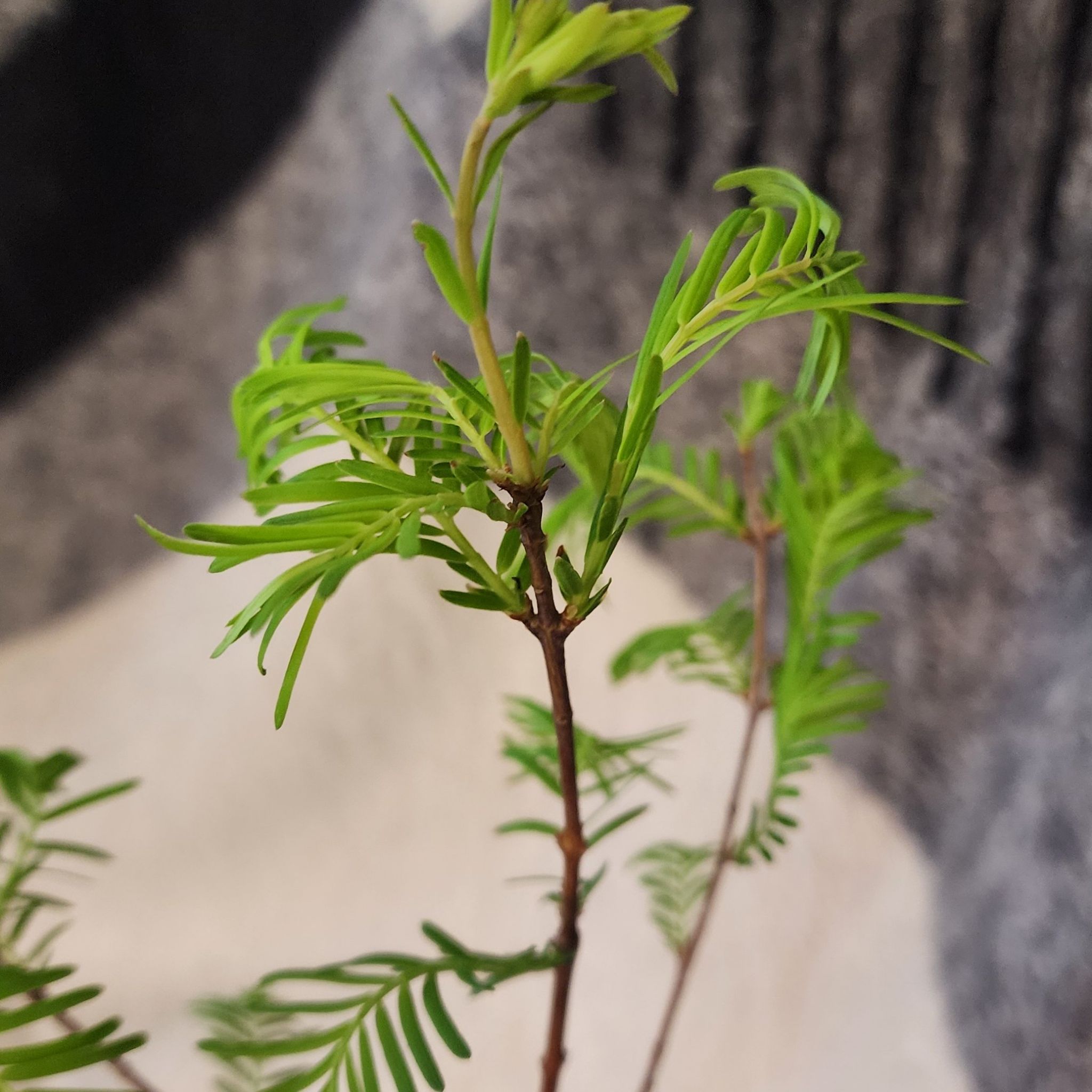 Photo of the plant species Dawn Redwood by @Coma named Dawn redwood - Metasequoia glyptostroboides on Greg, the plant care app