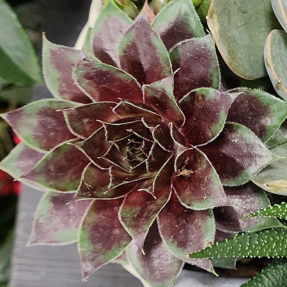 Photo of the plant species Sempervivum 'Killer' by @Coma named Sempervivum Killer on Greg, the plant care app