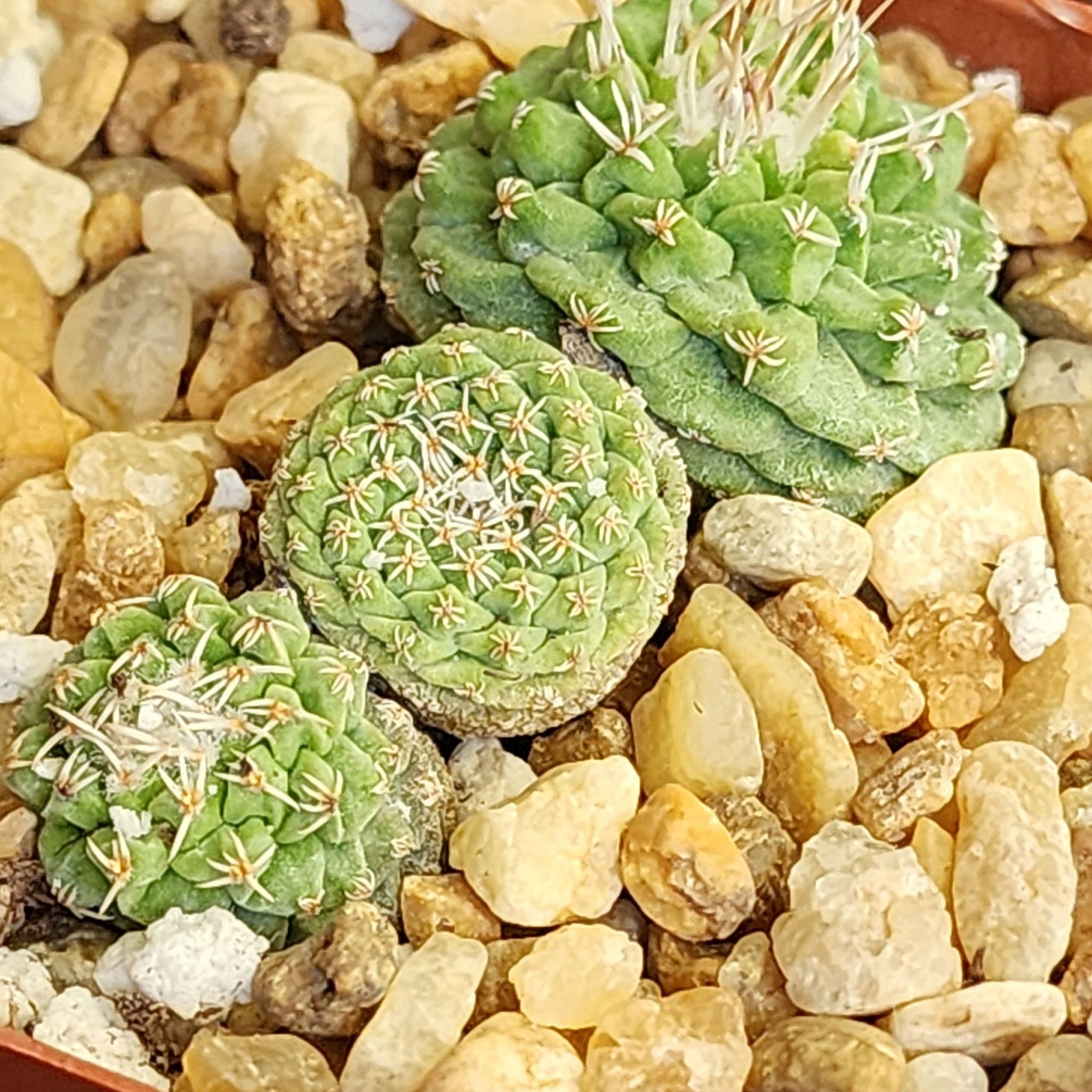 Photo of the plant species Strombocactus by @Coma named Cactus Strombocactus disciformis on Greg, the plant care app