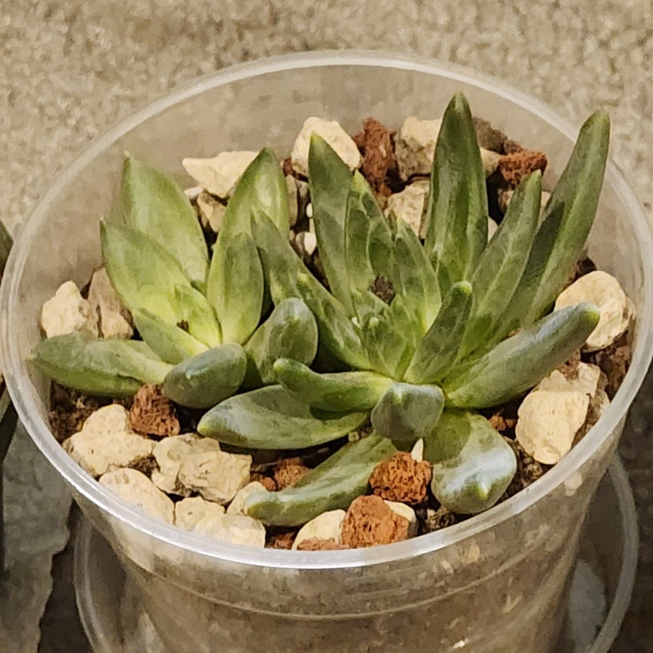 Photo of the plant species Pachyveria Little Jewel by @Coma named Em. Paychyveria on Greg, the plant care app