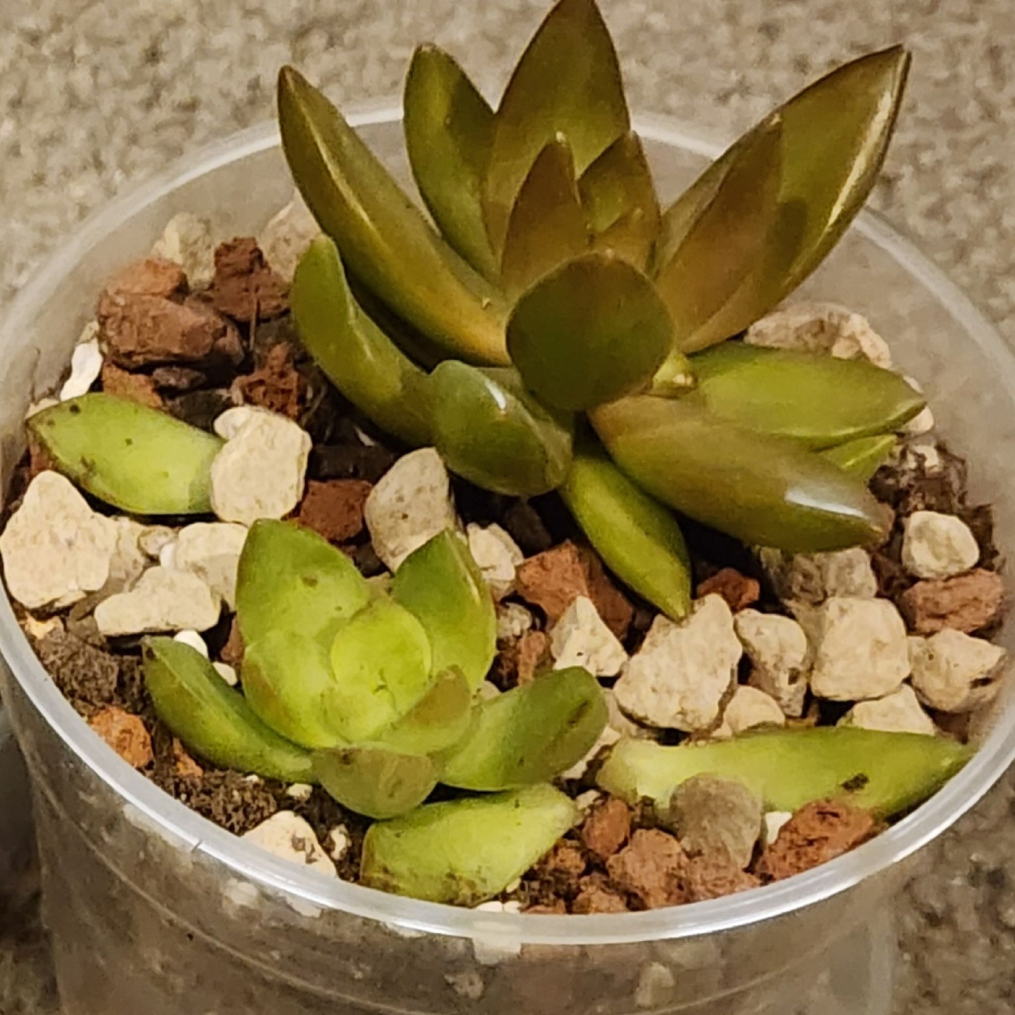 Photo of the plant species Sedeveria by @Coma named Em. Sedeveria Golden Glow on Greg, the plant care app