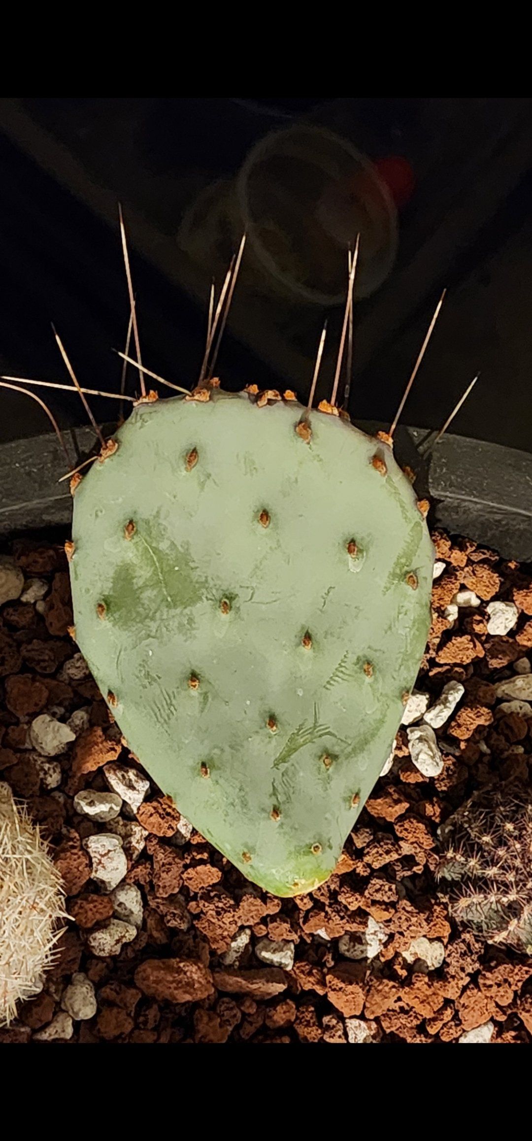 Photo of the plant species Black-Spined Prickly Pear by @Coma named Cactus O. Opuntia macrocentra on Greg, the plant care app