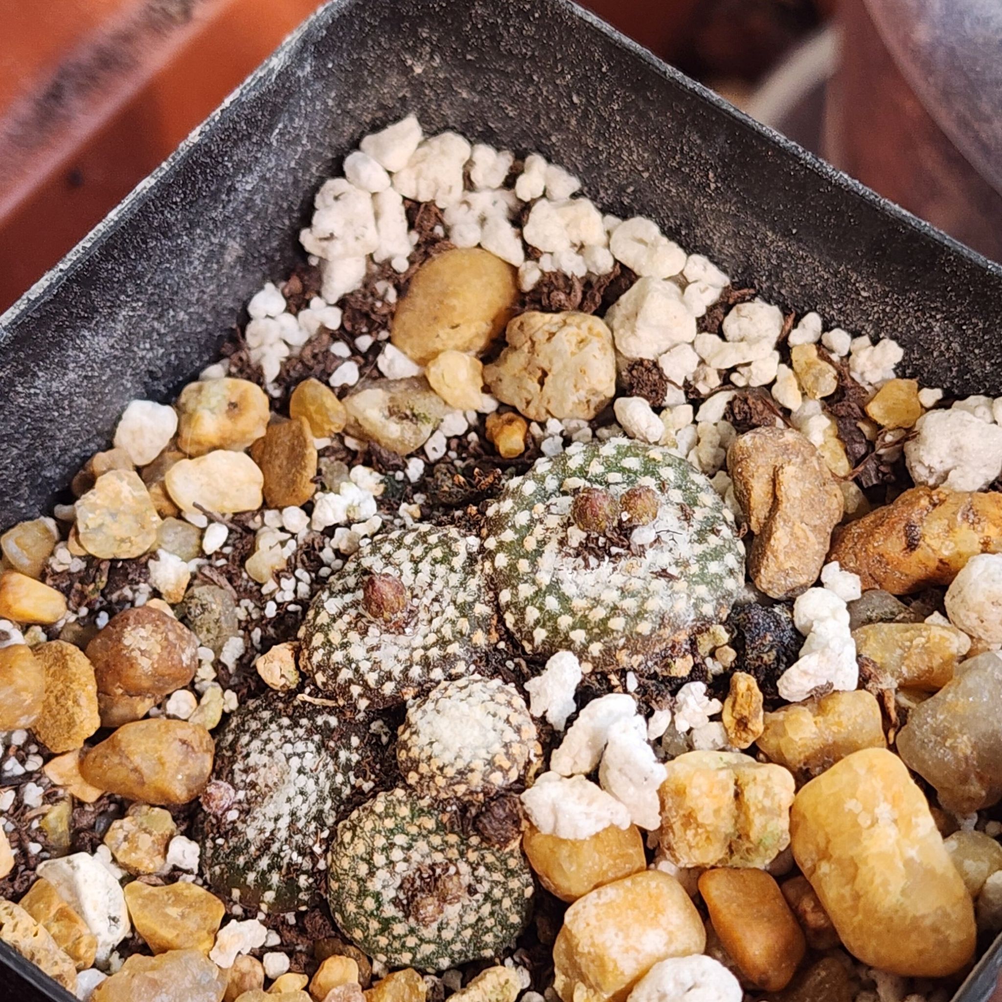 Photo of the plant species Blossfeldia liliputana by @Coma named Cactus Blossfeldia liliputana on Greg, the plant care app