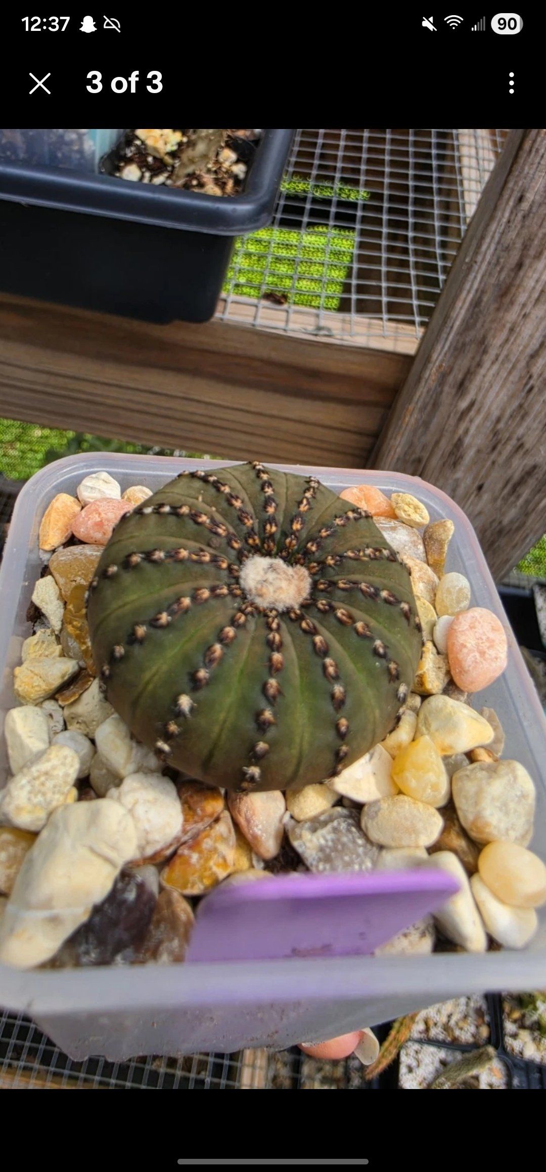 Photo of the plant species Frailea castanea by @Coma named Cactus Frailea Castanea on Greg, the plant care app