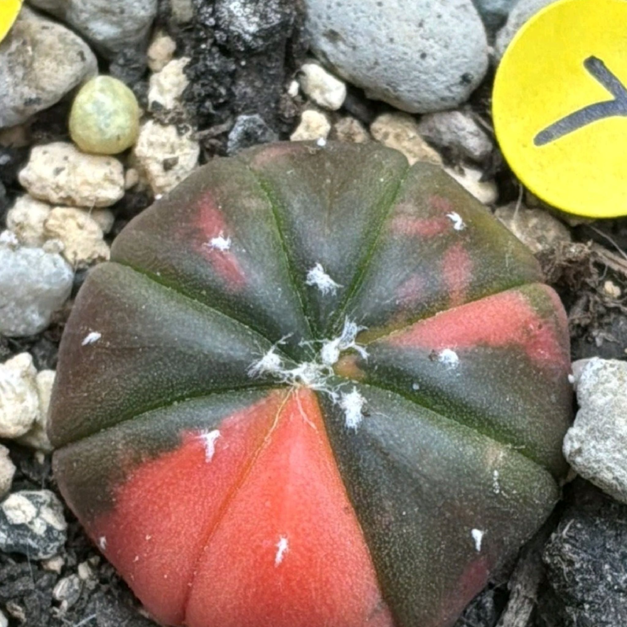 Photo of the plant species Sand Dollar Cactus by @Coma named Cactus Astrophytum Asterias on Greg, the plant care app