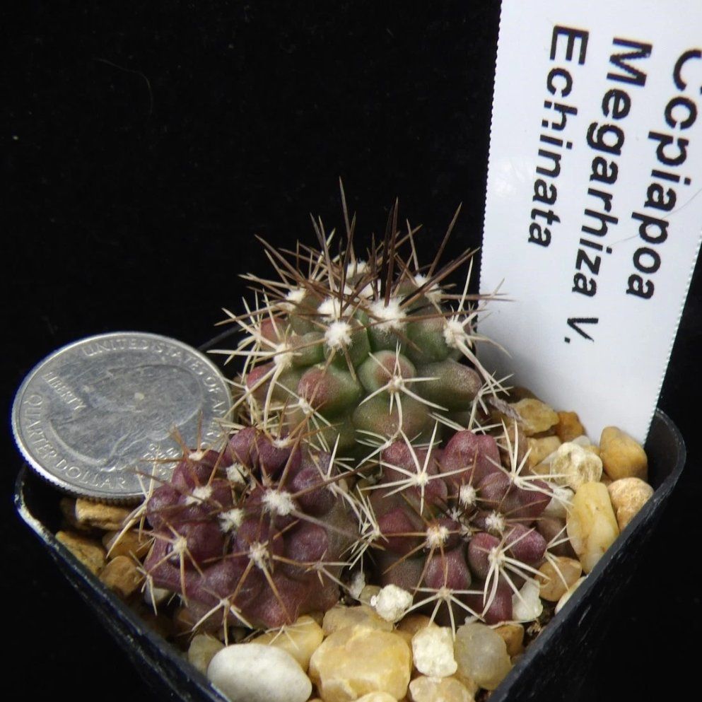 Photo of the plant species Copiapoa megarhiza by @Coma named Cactus Copiapoa Megarhiza V. Echinata on Greg, the plant care app