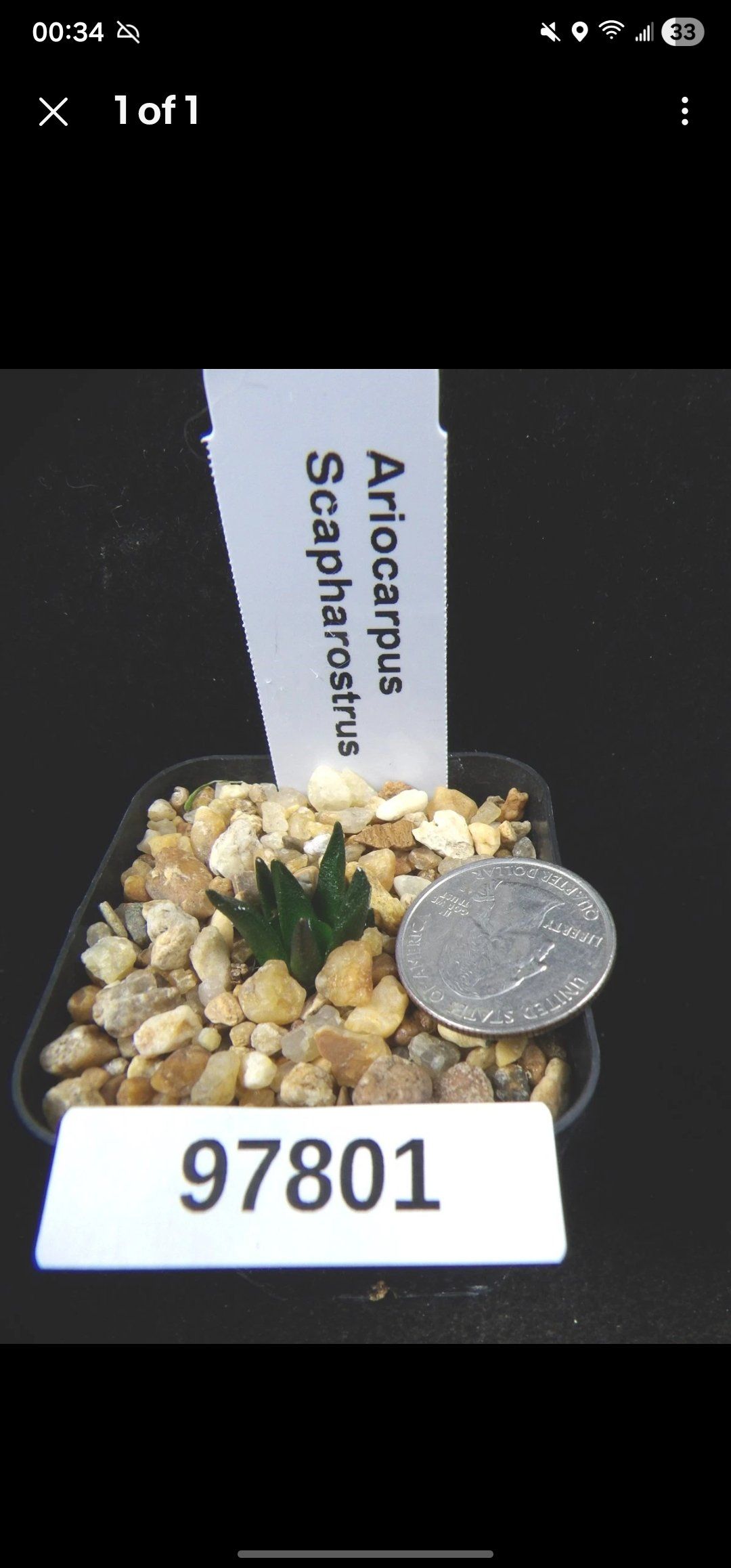 Photo of the plant species Ariocarpus scapharostrus by @Coma named Cactus Ariocarpus Ssp. Scapharostrus on Greg, the plant care app