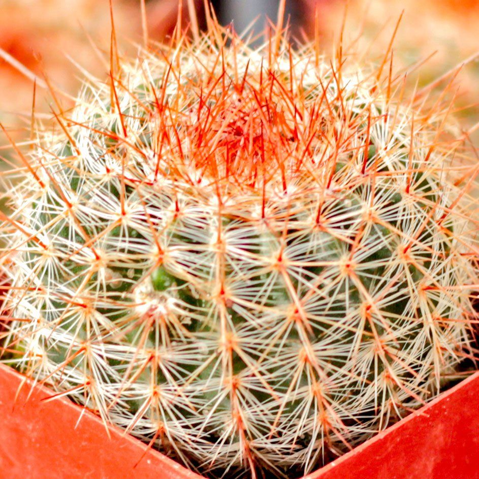 Photo of the plant species Parodia x erubescens by @Coma named Cactus Parodia erubescens on Greg, the plant care app