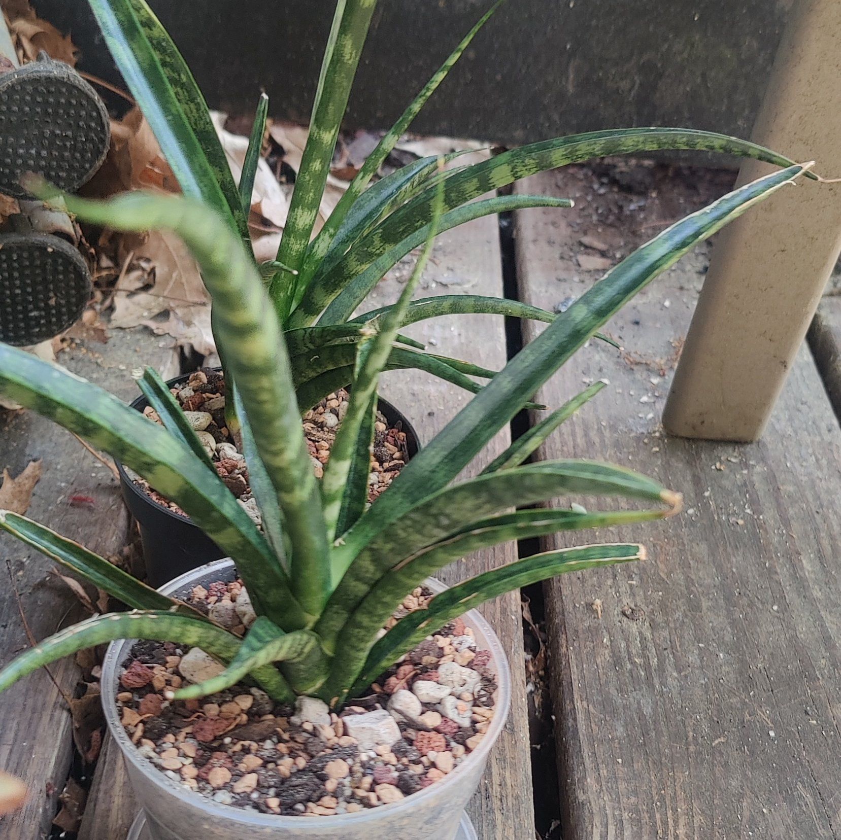 Photo of the plant species Sansevieria bacularis by @Coma named Dracaena Sansevieria baularis on Greg, the plant care app