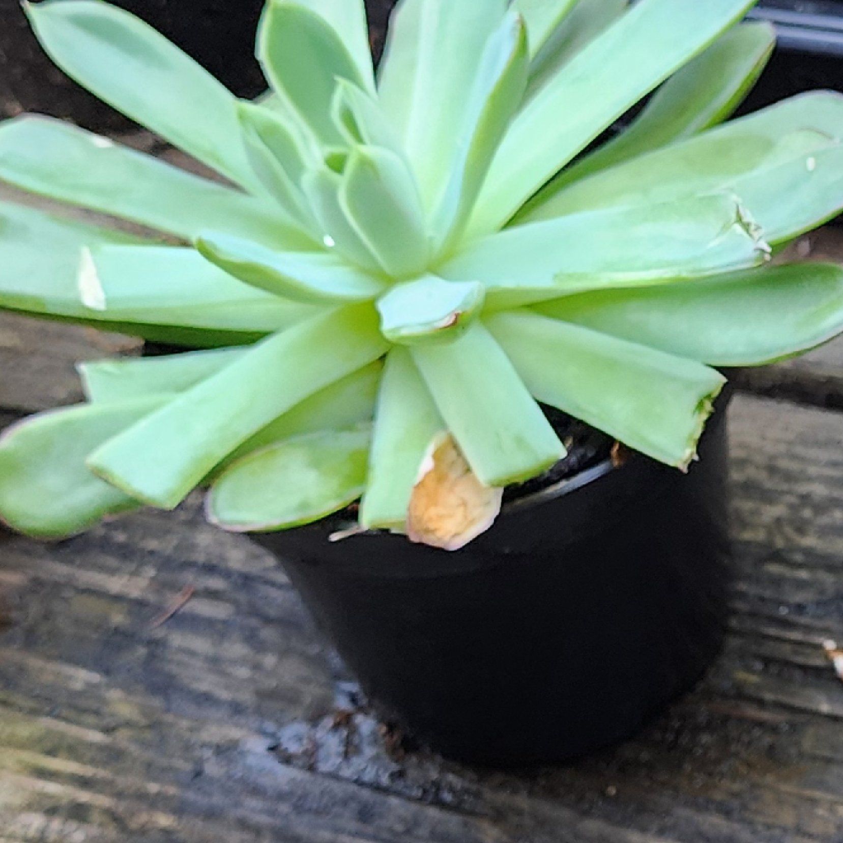 Photo of the plant species Giant Velvet Rose by @Coma named Sahara on Greg, the plant care app
